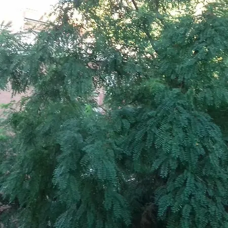 Lägenhet La Finestra Sul Bosco Trieste